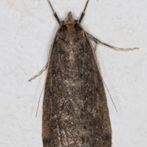 Oecophoridae provisional group 5 at Melba, ACT - 12 Aug 2021 01:52 AM