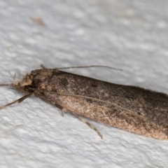 Oecophoridae provisional group 5 at Melba, ACT - 12 Aug 2021 01:52 AM