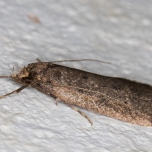 Oecophoridae provisional group 5 at Melba, ACT - 12 Aug 2021