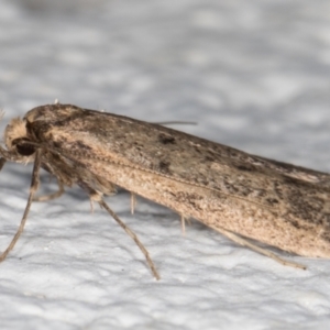 Oecophoridae provisional group 5 at Melba, ACT - 15 Aug 2021 01:16 AM