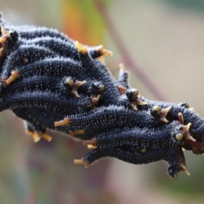 Perga sp. (genus) (Sawfly or Spitfire) at Mount Painter - 28 Aug 2021 by Tammy