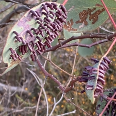 Apiomorpha sp. (genus) (A gall forming scale) at Castlemaine, VIC - 24 Aug 2021 by suensuds