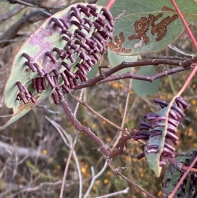 Apiomorpha sp. (genus) at Castlemaine, VIC - 24 Aug 2021 by suensuds