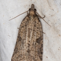 Meritastis (genus) (A Bell moth (Tortricinae)) at Melba, ACT - 21 Aug 2021 by kasiaaus