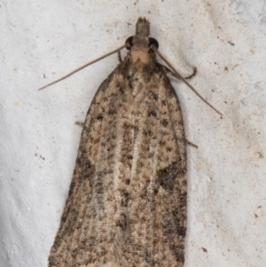 Meritastis (genus) at Melba, ACT - 21 Aug 2021