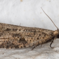 Meritastis (genus) at Melba, ACT - 21 Aug 2021