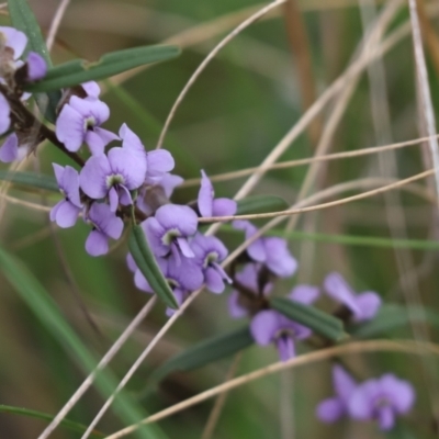 Hovea heterophylla (Common Hovea) at Mount Painter - 28 Aug 2021 by Tammy