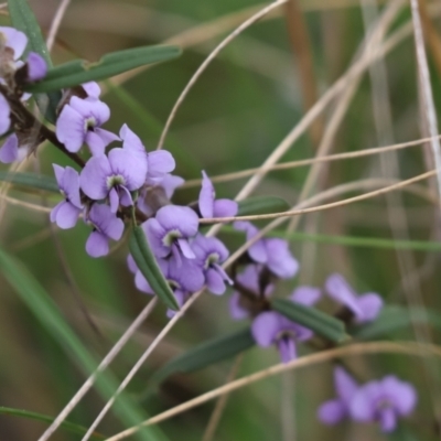 Hovea heterophylla (Common Hovea) at Cook, ACT - 28 Aug 2021 by Tammy