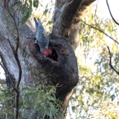 Callocephalon fimbriatum (Gang-gang Cockatoo) at Penrose, NSW - 22 Aug 2021 by Aussiegall