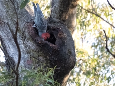 Callocephalon fimbriatum (Gang-gang Cockatoo) at Penrose, NSW - 22 Aug 2021 by Aussiegall