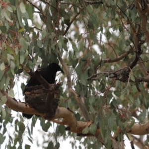 Corcorax melanorhamphos at Cook, ACT - 28 Aug 2021