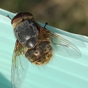 Calliphora stygia at Murrumbateman, NSW - 28 Aug 2021