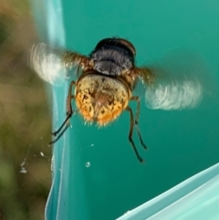 Calliphora stygia at Murrumbateman, NSW - 28 Aug 2021