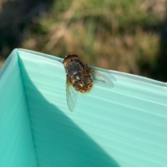 Calliphora stygia at Murrumbateman, NSW - 28 Aug 2021