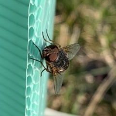 Calliphora stygia at Murrumbateman, NSW - 28 Aug 2021