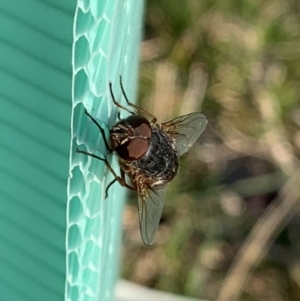 Calliphora stygia at Murrumbateman, NSW - 28 Aug 2021