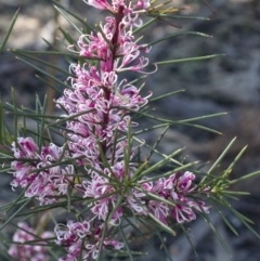 Hakea sp. at Wingecarribee Local Government Area - 23 Aug 2021 by Aussiegall