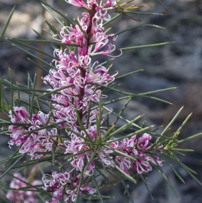 Hakea sp. at Penrose - 23 Aug 2021 by Aussiegall