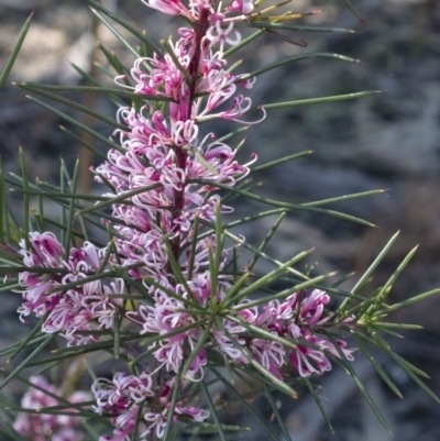 Hakea sp. at Wingecarribee Local Government Area - 23 Aug 2021 by Aussiegall