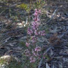 Hakea sp. at Penrose, NSW - 23 Aug 2021 11:39 AM