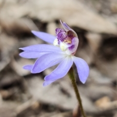 Cyanicula caerulea at Denman Prospect, ACT - 28 Aug 2021