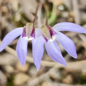 Cyanicula caerulea at Denman Prospect, ACT - 28 Aug 2021