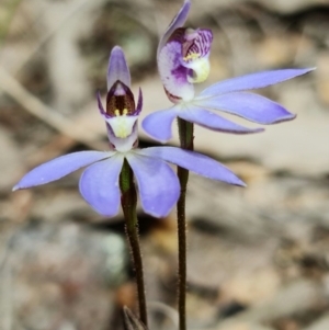 Cyanicula caerulea at Denman Prospect, ACT - 28 Aug 2021