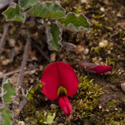 Kennedia prostrata (Running Postman) at Penrose, NSW - 26 Aug 2021 by Aussiegall