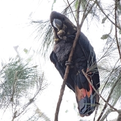 Calyptorhynchus lathami (Glossy Black-Cockatoo) at Penrose, NSW - 27 Aug 2021 by Aussiegall