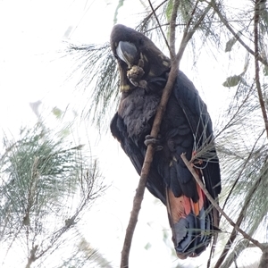 Calyptorhynchus lathami lathami at Penrose, NSW - 27 Aug 2021