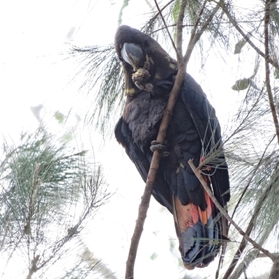 Calyptorhynchus lathami lathami (Glossy Black-Cockatoo) at Wingecarribee Local Government Area - 27 Aug 2021 by Aussiegall