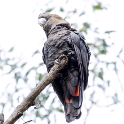 Calyptorhynchus lathami (Glossy Black-Cockatoo) at Penrose - 27 Aug 2021 by Aussiegall