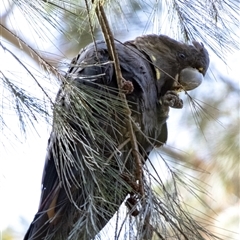 Calyptorhynchus lathami lathami at Penrose, NSW - 27 Aug 2021