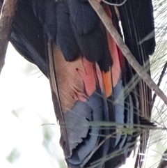 Calyptorhynchus lathami lathami at Penrose, NSW - 27 Aug 2021