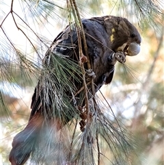 Calyptorhynchus lathami lathami at Penrose, NSW - 27 Aug 2021