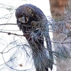 Calyptorhynchus lathami lathami at Penrose, NSW - suppressed