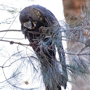 Calyptorhynchus lathami lathami at Penrose, NSW - suppressed