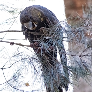 Calyptorhynchus lathami lathami at Penrose, NSW - suppressed