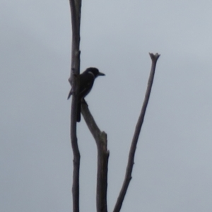 Cracticus torquatus at Fadden, ACT - 28 Aug 2021