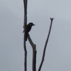 Cracticus torquatus (Grey Butcherbird) at Fadden, ACT - 28 Aug 2021 by RodDeb