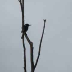 Cracticus torquatus at Fadden, ACT - 28 Aug 2021