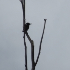 Cracticus torquatus at Fadden, ACT - 28 Aug 2021