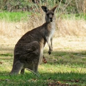 Macropus giganteus at Gowrie, ACT - 28 Aug 2021