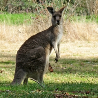 Macropus giganteus (Eastern Grey Kangaroo) at Gowrie, ACT - 28 Aug 2021 by RodDeb