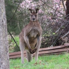 Macropus giganteus at Gowrie, ACT - 28 Aug 2021