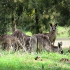 Macropus giganteus at Gowrie, ACT - 28 Aug 2021