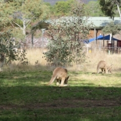 Macropus giganteus at Gowrie, ACT - 28 Aug 2021