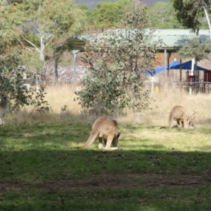 Macropus giganteus at Gowrie, ACT - 28 Aug 2021