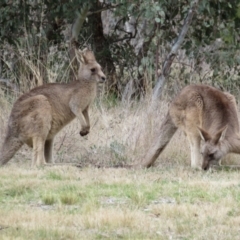 Macropus giganteus at Gowrie, ACT - 28 Aug 2021