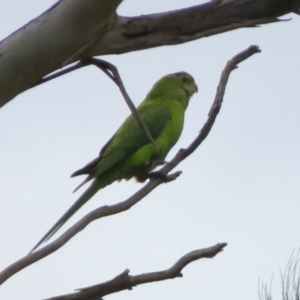 Polytelis swainsonii at Gowrie, ACT - suppressed